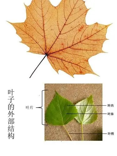 u=657643423,2666422974&fm=253&app=138&size=w931&n=0&f=JPEG&fmt=auto&maxorilen2heic=2000000.webp